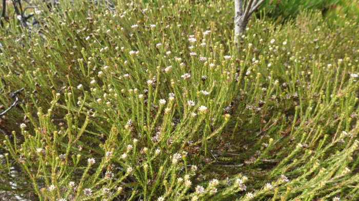 Staavia radiata in habitat, Silvermine. (Photo Kamogelo Solomon Modimola)