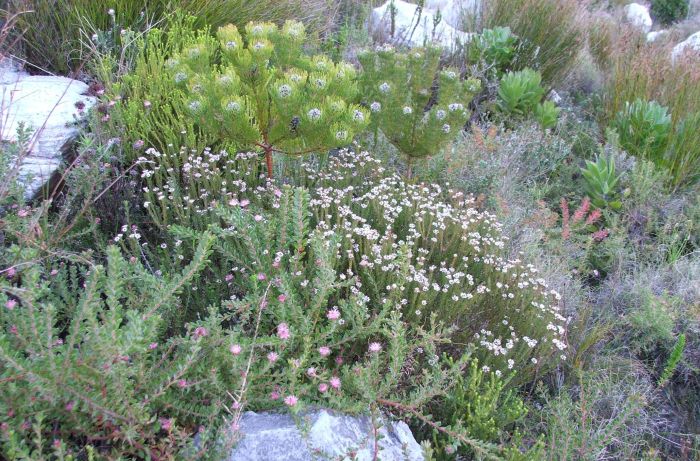 Staavia radiata in habitat, Silvermine. (Photo Kamogelo Solomon Modimola)