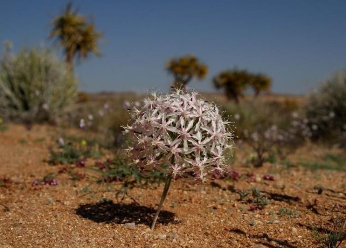 Hessea speciosa in Namakwaland, near Pofadder, South Africa. (Photo Rob Scott Shaw)