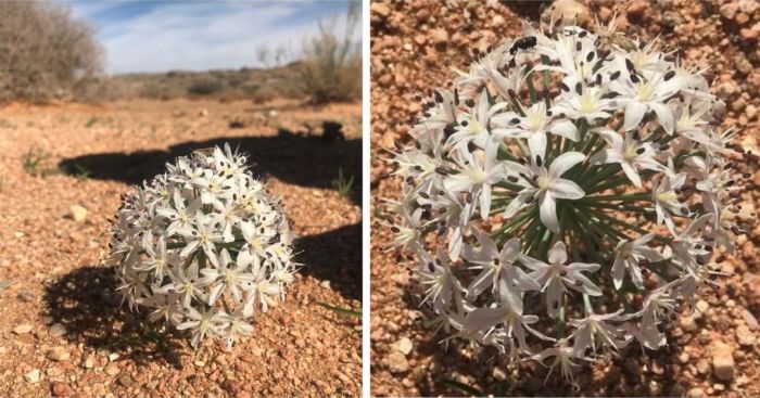 Hessea speciosa captured near Karas, Namibia. (Photos Conor Eastment)