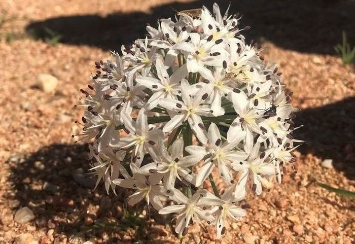 Hessea speciosa captured near Karas, Namibia. (Photo Conor Eastment)