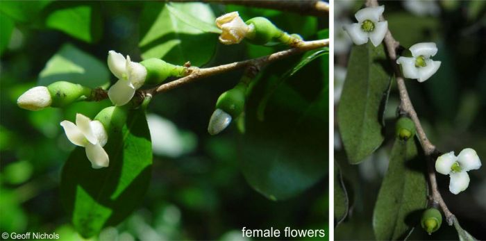 Diospyros natalensis, female flowers. Photo Geoff Nichols