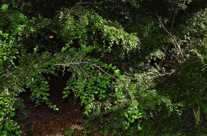 Diospyros natalensis, foliage. Photo Geoff Nichols