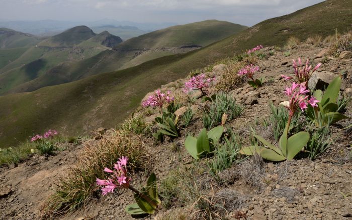 Brunsvigia natalensis, growing on a cliff. Photo John Manning