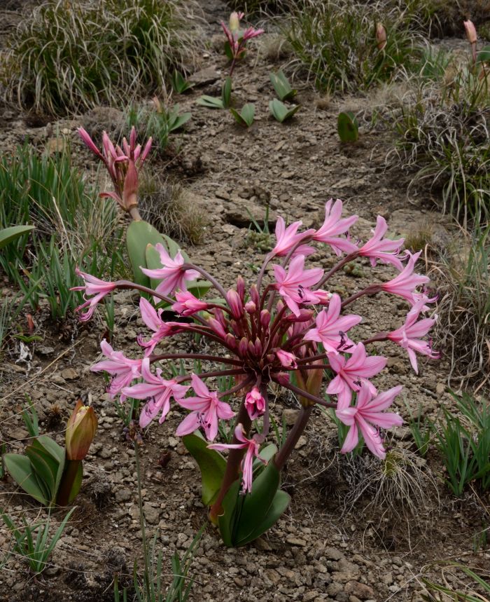 Brunsvigia natalensis, in habitat. Photo John Manning