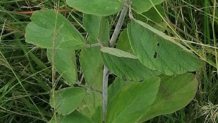 Pseudarthria hookeri, trifoliolate leaves. Photo Sibahle Gumede