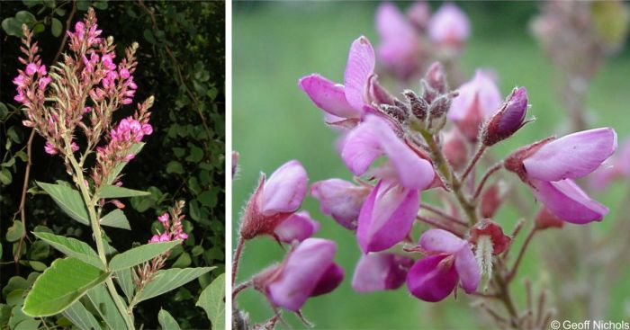 Pseudarthria hookeri, inflorescence and flowers. Photo Geoff Nichols