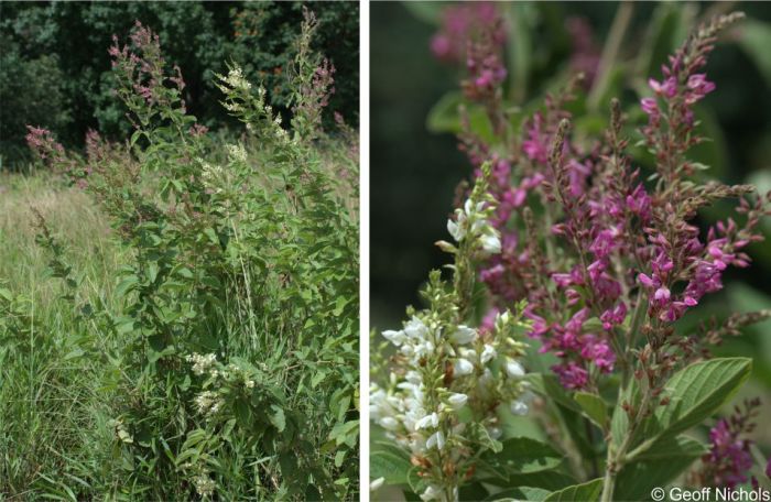 Pseudarthria hookeri, pink or white flowers. Photo Geoff Nichols