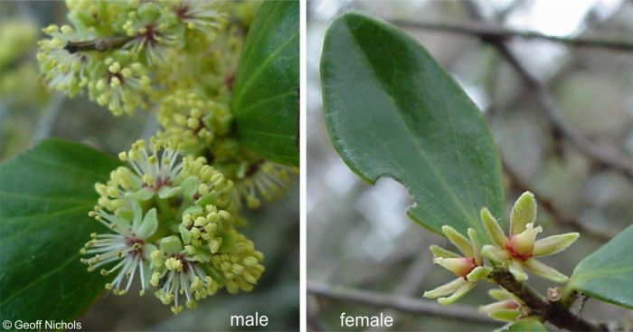 Dovyalis longispina flowers, male LEFT, female RIGHT. Photos Geoff Nichols