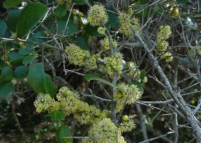 Dovyalis longispina male tree in flower. Photo Geoff Nichols