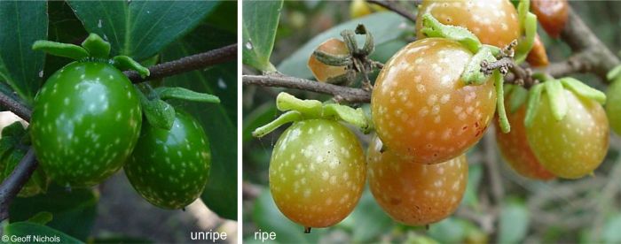 Dovyalis longispina fruits, showing white spots. Photos Geoff Nichols