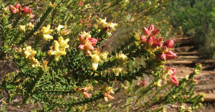 Penaea mucronata in flower.