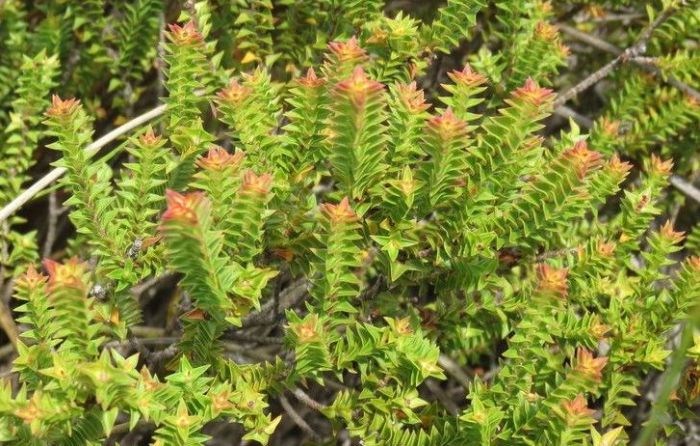 Penaea mucronata, triangular, imbricate leaves giving the stems a squared look.