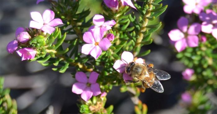 Acmadenia alternifolia flowers are pollinated by bees