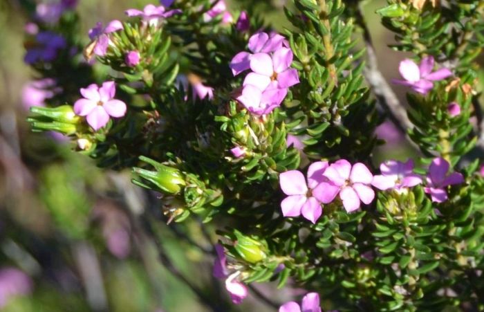 Acmadenia alternifolia in flower and fruit