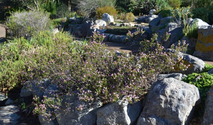 Acmadenia alternifolia in flower in Kirstenbosch NBG