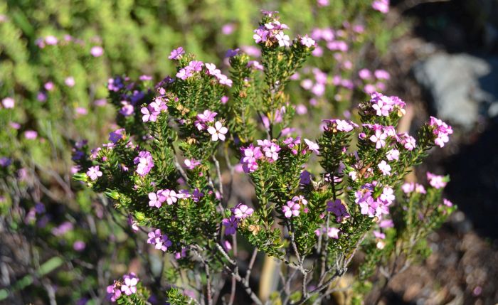 Acmadenia alternifolia in flower in Kirstenbosch NBG.