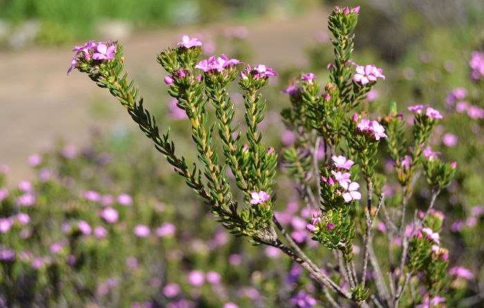 Acmadenia alternifolia flowers and leaves