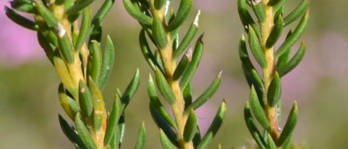 Acmadenia alternifolia leaves