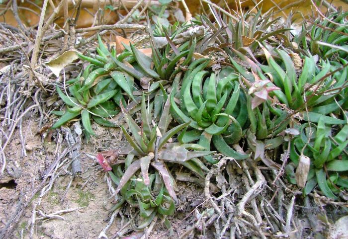 A cluster of Haworthia angustifolia var. baylissii growing on a ledge on a sheer cliff at the Witrivier Gorge