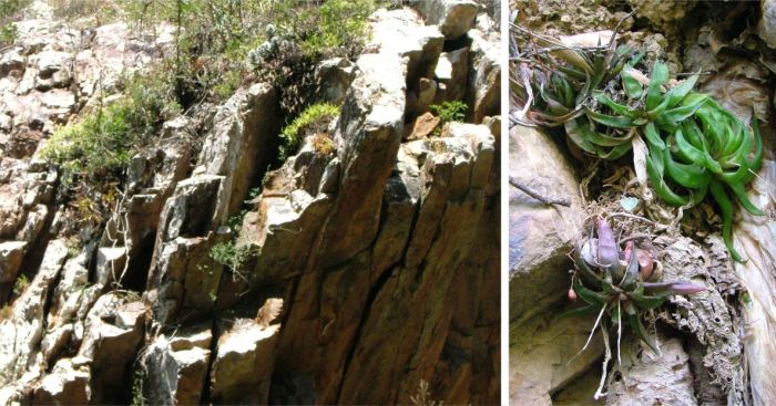 A cluster of Haworthia angustifolia var. baylissii sharing its cliff habitat with Ledebouria concolor in the Witrivier Gorge, on the farm Oudekraal, Addo Elephant National Park.