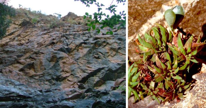 Haworthia angustifolia var. baylissii sharing its cliff habitat with Adromischus sphenophyllus in the Witrivier Gorge, on the farm Oudekraal, Addo Elephant National Park