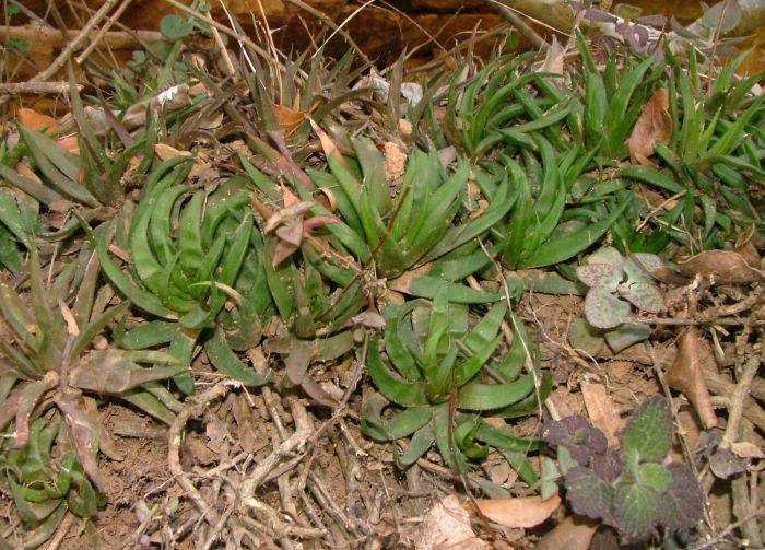 A dense, mat-forming group of Haworthia angustifolia var. baylissii sharing its cliff habitat with Crassula cordata, Crassula pellucida subsp. marginalis and Coleus madagascariensis, in the Witrivier Gorge.