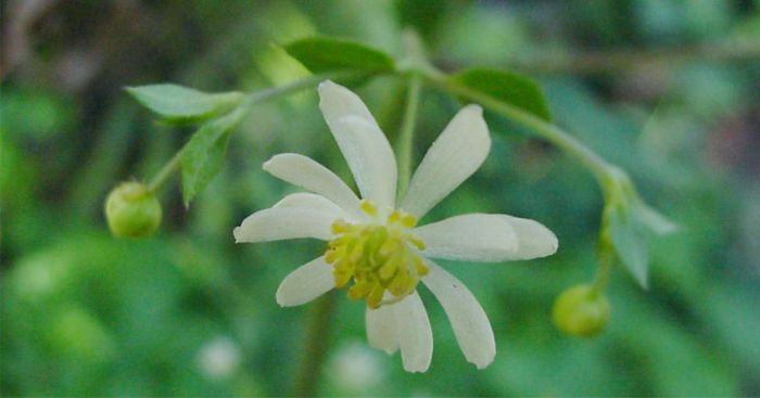 Anemone bracteata. Photo Geoff Nichols