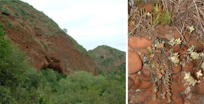 The south-facing Enon Conglomerate cliff face near Kirkwood in the Eastern Cape, and two plants of Haworthiopsis attenuata ‘Enon’ growing on a ledge with other succulents 