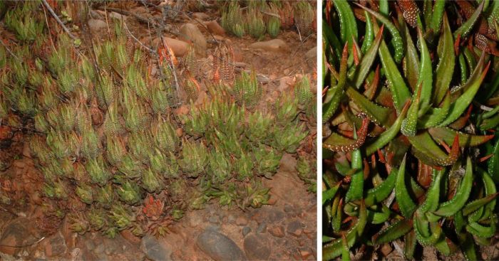 A dense mat-forming group of the Enon haworthiopsis on a south-facing Enon Conglomerate cliff ledge at Enon near Kirkwood, and a close-up of plants in the group.