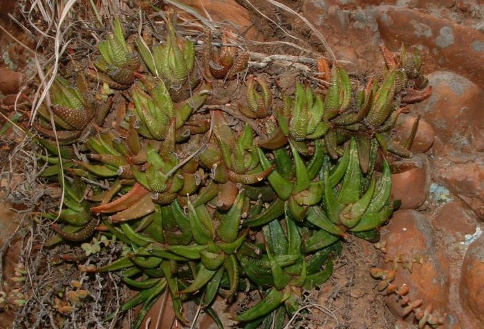 A dense mat-forming group of two clones of Haworthiopsis attenuata ‘Enon’ 