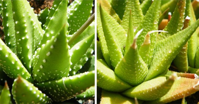 A close-up of two different clones of the Enon haworthiopsis growing in containers.