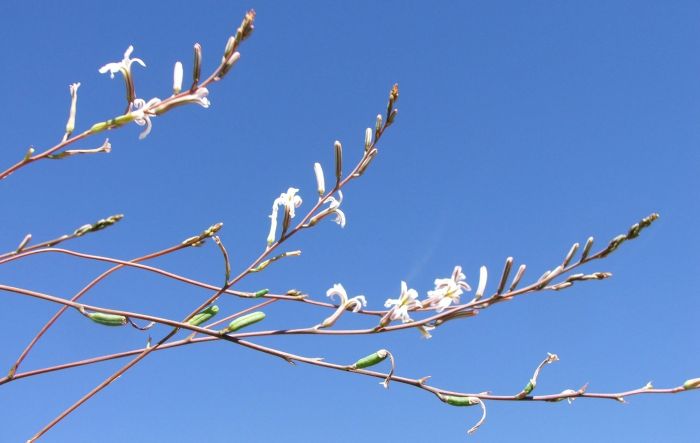 The inflorescence and flowers of Haworthiopsis attenuata ‘Enon’, plants growing in a container.