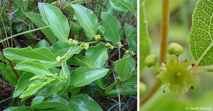 Ziziphus zeyheriana in flower. Photos Geoff Nichols