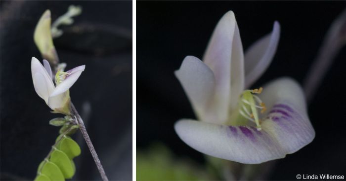 Abrus laevigatus, flower. Photos Linda Willemse