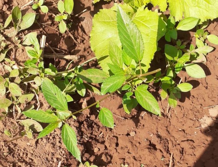 Corchorus olitorius, leaves.