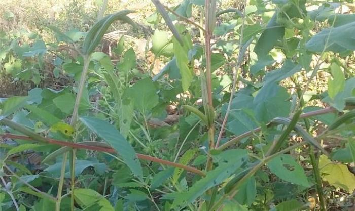 Corchorus olitorius, plant in fruit.