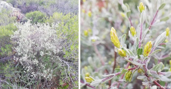 Pteronia incana folage and buds.