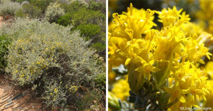 Pteronia incana in flower in the Karoo Desert NBG.