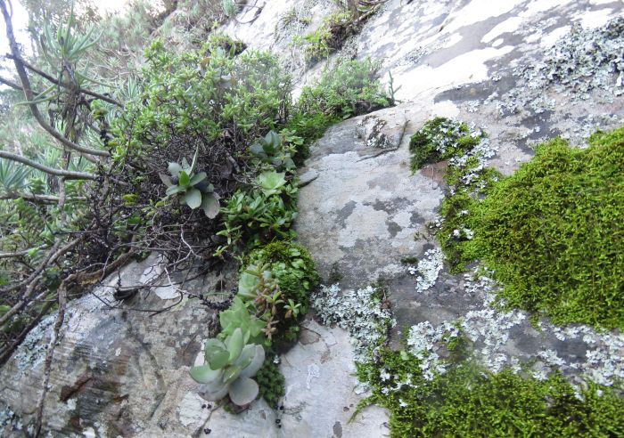 Haworthia cymbiformis var. ramosa sharing its cliff habitat.