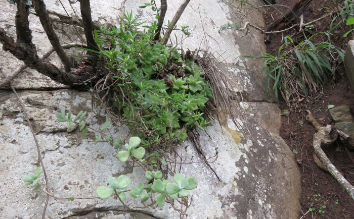 A shady cliff face on the Keiskamma River, habitat of Haworthia cymbiformis var. ramosa.