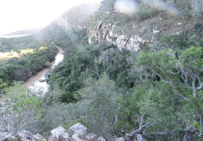 South facing cliff faces along the Keiskamma River, the habitat of Haworthia cymbiformis var. ramosa.