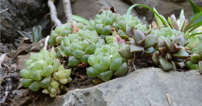 Haworthia cymbiformis var. setulifera growing along the Kei River.