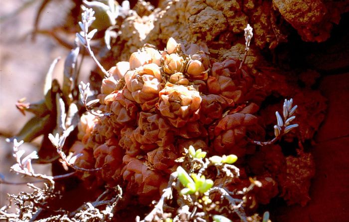 A cluster Haworthia cymbiformis var. setulifera in flower, growing near Colleywobbles.