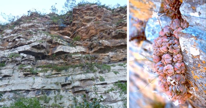 Haworthia cymbiformis var. setulifera, in habitat, growing on the upper cliffs of the Mbashe River, near Colleywobbles, in the Eastern Cape. 