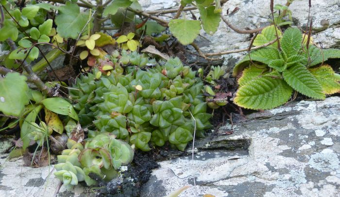 A cluster of Haworthia cymbiformis var. setulifera on the Mbashe River.