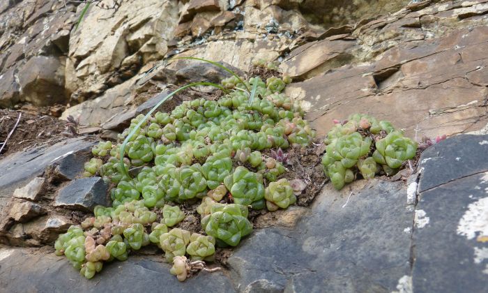 A cluster of Haworthia cymbiformis var. setulifera on a south-facing cliff on the Kei River.