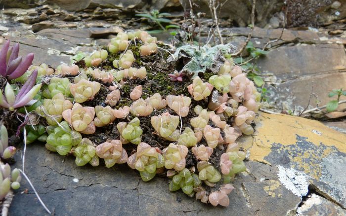 A cluster of Haworthia cymbiformis var. setulifera on a south-facing cliff on the Kei River