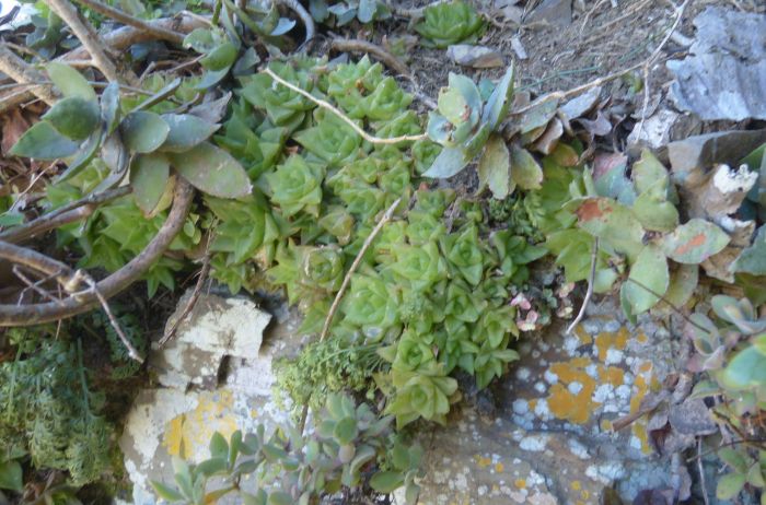 A cluster of Haworthia cymbiformis var. setulifera on a south-facing cliff of the Nahoon River.