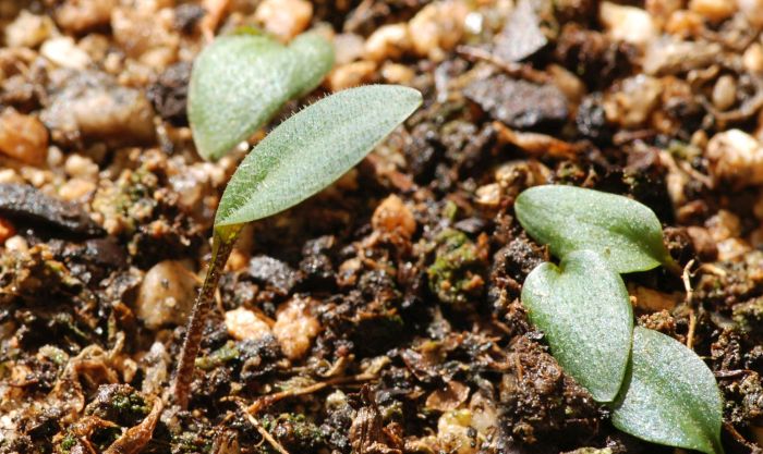 Ledebouria pusilla leaves.